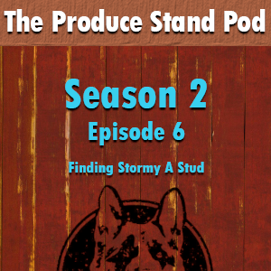 Episode cover art for Episode 0206: Finding Stormy a Stud